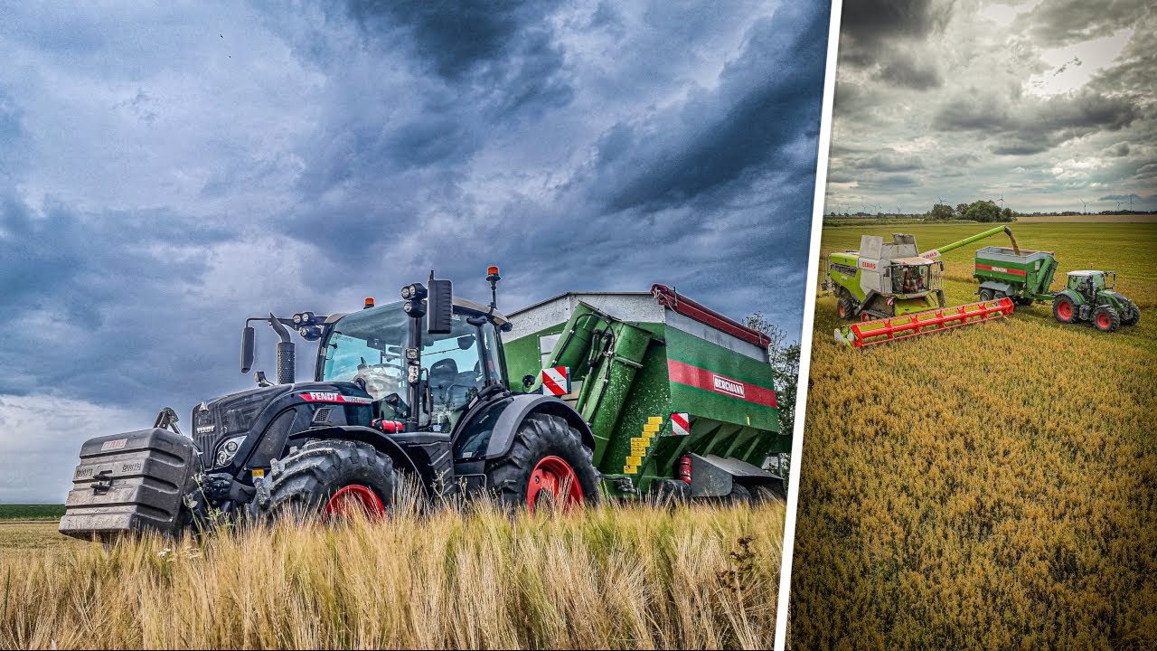 Ab in den Dinkel! | Getreideernte in Dänemark | Überladewagen fahren ...