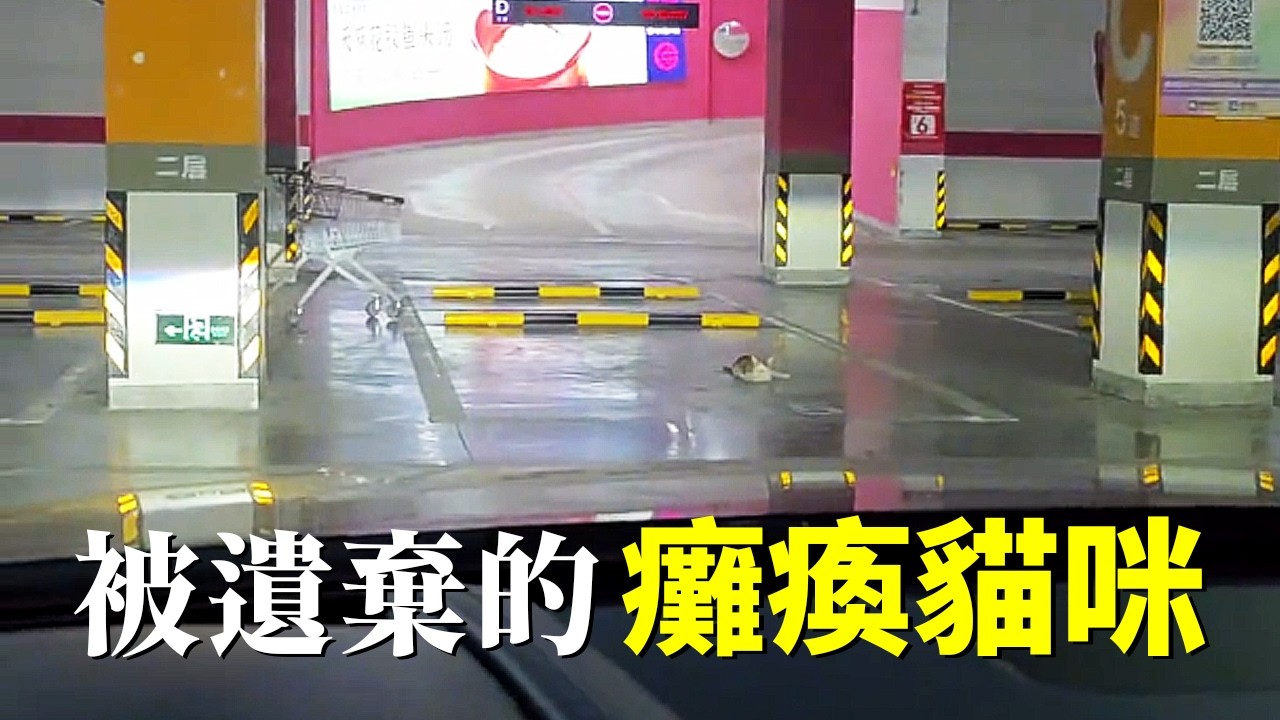 停車場發現癱瘓貓！原以為被撞，真相竟是被遺棄…
