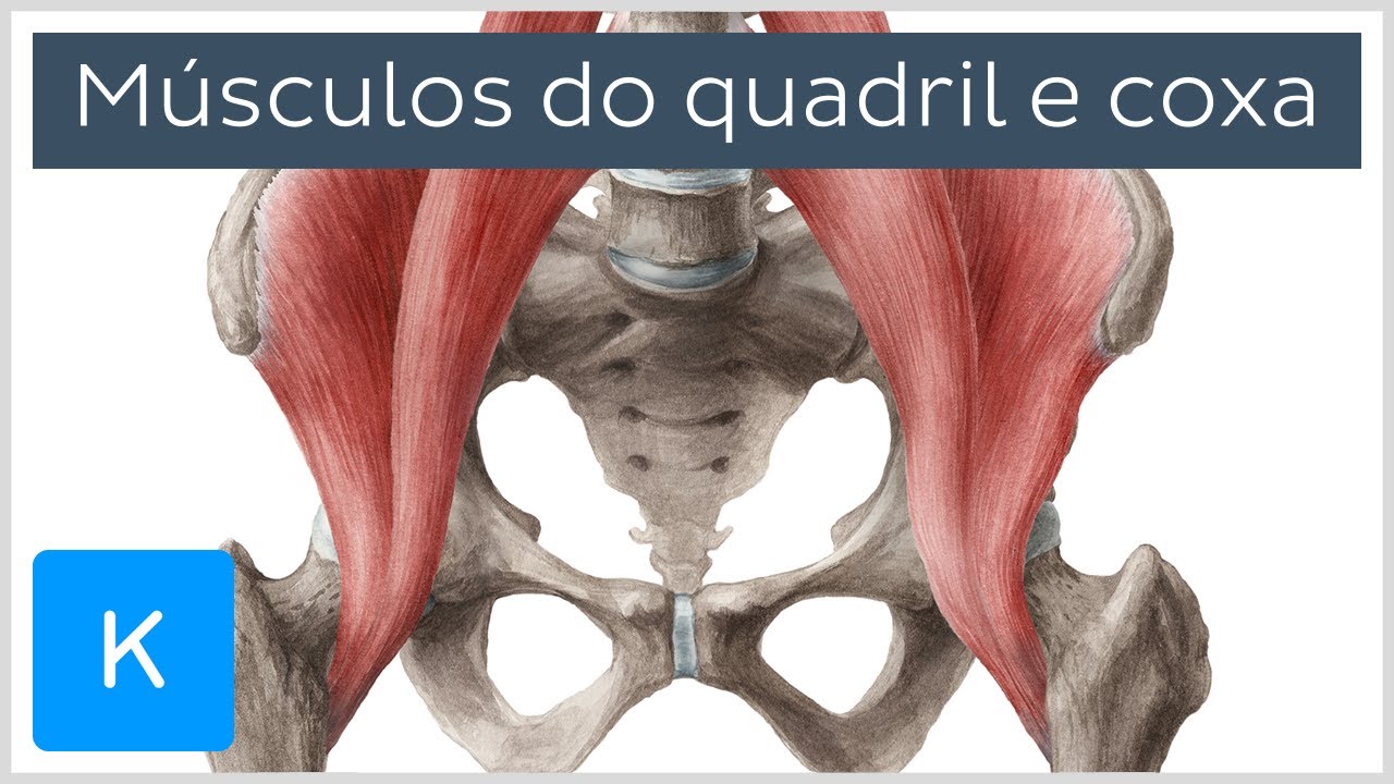 Leg Bones And Muscles Diagram : Muscles cannot push against the bone