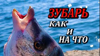 🔴Зубарь на Поплавок  Ворует Удочку. Морская Рыбалка в Крыму. Как и на что ловить?