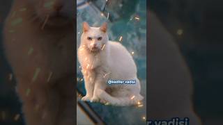 Dostu Güçsüz Köpeği Güçlü Köpek Havlatınca Devreye Giren Koca Yürekli̇ Kedi̇