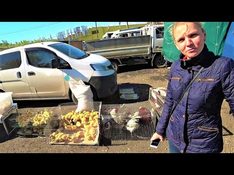 Дела житейские про курей, кролей, поросей, картошку и грядки под сибирские арбузы
