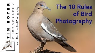 The 10 "Rules" of Bird Photography screenshot 5