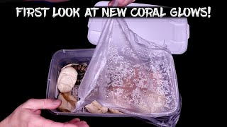 First Look at New Coral Glow Ball Python Hatchlings!