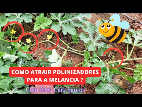 Vídeo: Flox é bom para polinizadores?