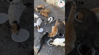 After the ceasefire allowed access to new areas, the animal care group team provided food and water.