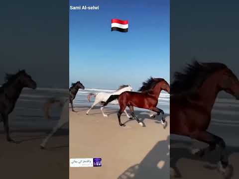 وافتخر اني يماني اليمن 