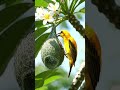 Prepare to Be Amazed by the BIRD SOUND of the Yellow-backed Oriole! 💛🐦🎶 #shorts