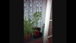 Male or Female Marijuana Plant