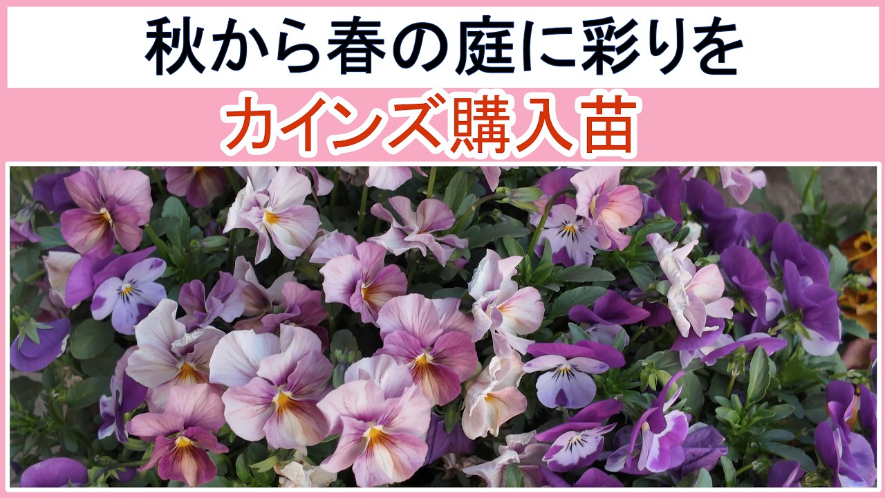 Brighten up your flower beds in spring! Planting pansies and