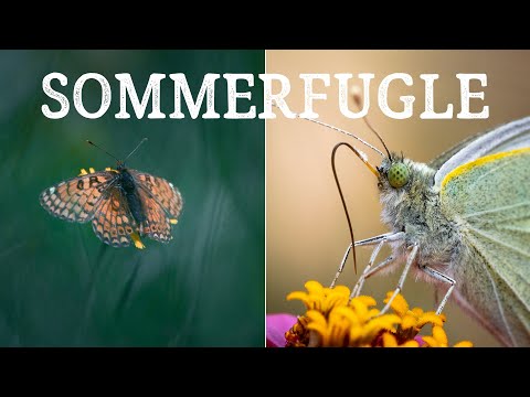 Video: Hvilke Sommerfugle Er Natlige