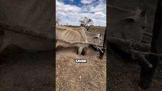Idea genial de vaquero salva la vida de una vaca 🐄💡