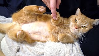 どうやらゴロゴロいっているから触り放題というわけではないらしい。
