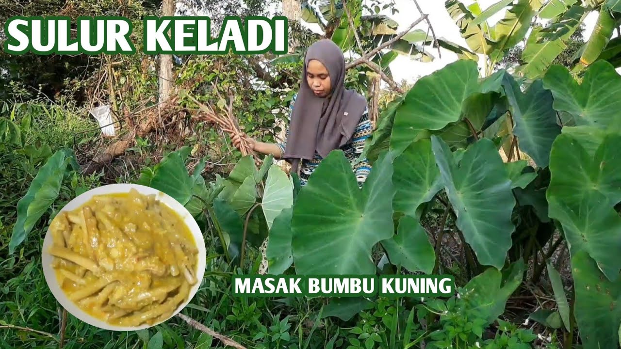 Resep Tumis Sulur Keladi Bumbu Kuning Yang Enak || Kuliner Khas Kalimantan