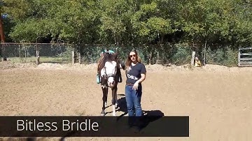 Using a bitless bridle on a green horse for the first time. Going bitless with Apache