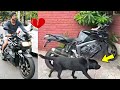 Sushant Singh Rajput DOG Fuddge Video Searching Him Near His Bike Will Make You CRY!