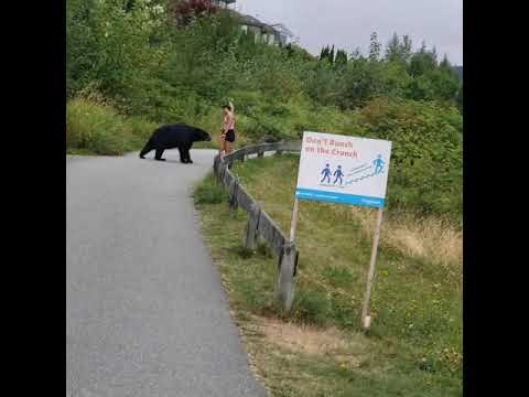 Black Bear Swipes at Hiker on Popular Trail in British Columbia