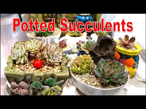 POTS I USE ON MY SUCCULENTS | Growing Succulents With LizK