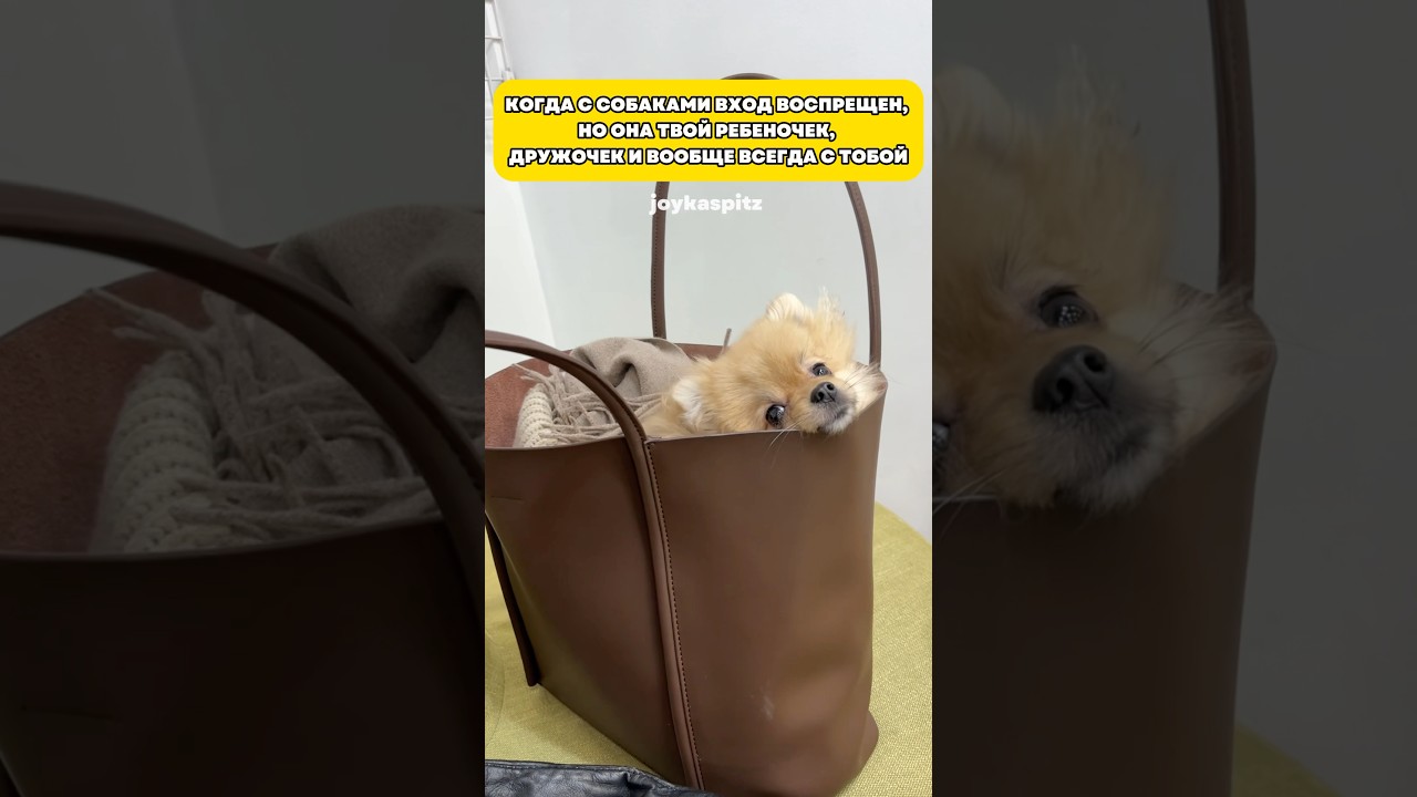 Хватит уже быть не догфрендли!😤