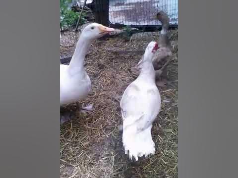 КИЕВСКАЯ РАДА - YouTube