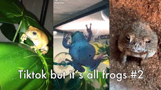 TikTok but it’s all frogs #2