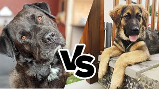 Labrakita vs Golden Shepherd: The Mixed Breed Comparsion