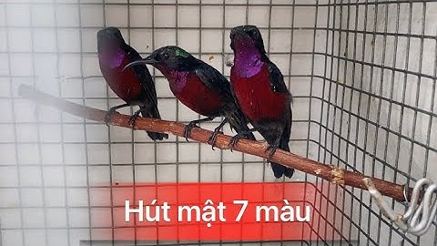 Chim Hút Mật Các Loại|| Hút Mật Tía Ô-7 Màu-Xác Pháo-Họng Đen Cám Hạt Cứng -Chim Hút Mật Thủ Đức.
