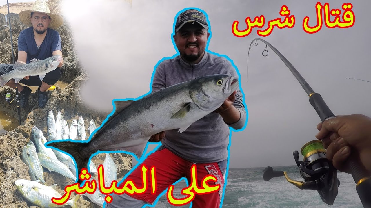 قتال شرس مع اسماك السركالة و اوراغ بمصيد ايصوح جنوب المغرب