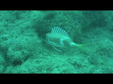 Longspine squirrelfish