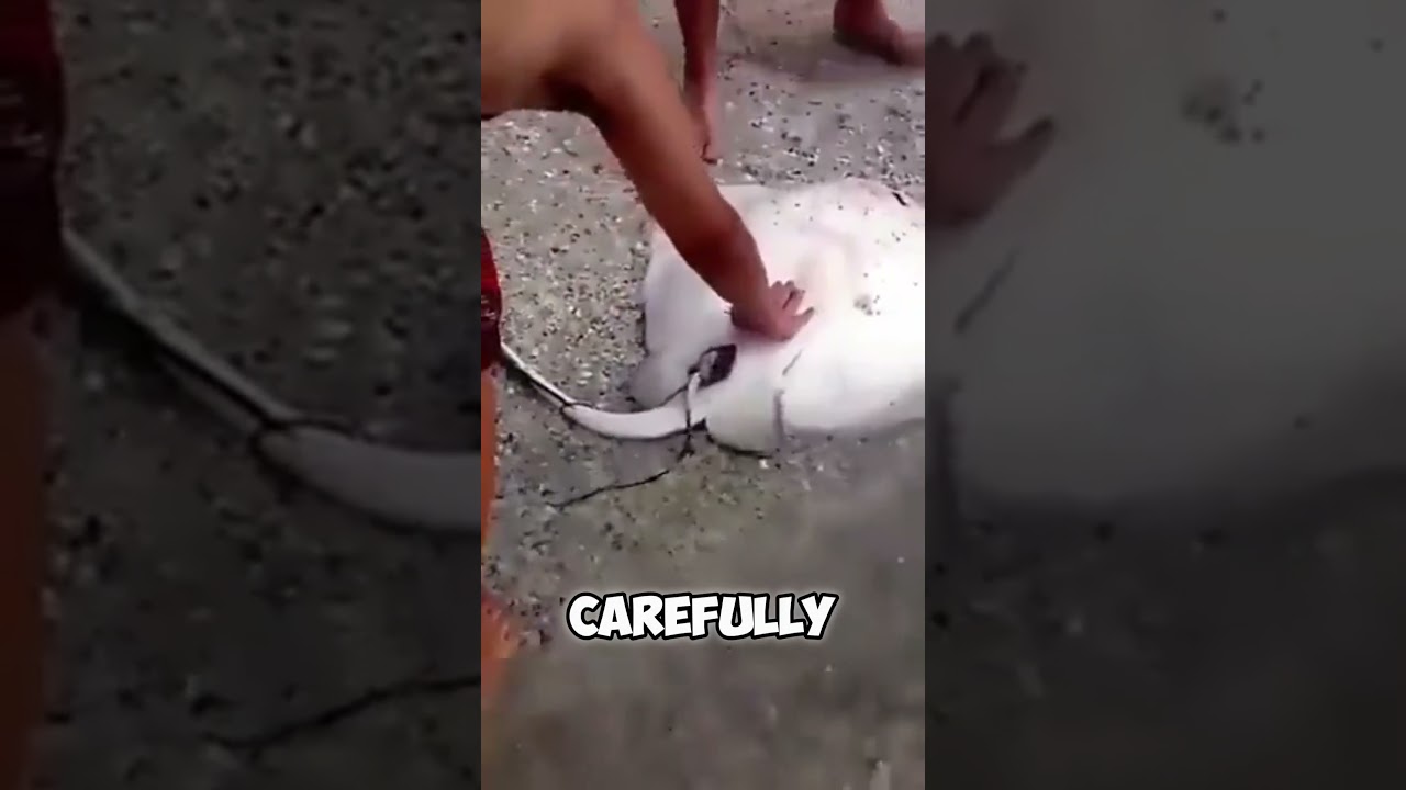 Stingray Gives Birth On The Beach
