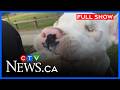 Island Community hits Stage 3 water restrictions | CTV News Vancouver Island June 16