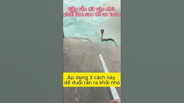 Cách xử lý an toàn khi bị con rắn bò vào nhà #shorts