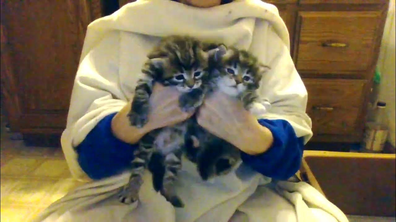 Mathilda's 4 & Hazel's 3 Week Kittens YouTube