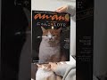 モデルデビューして喜ぶ猫がこちらです！こたろう本に載ったよ！　#shorts