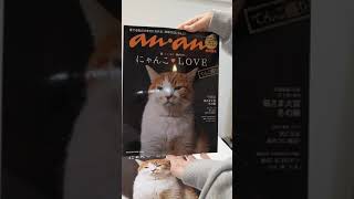 モデルデビューして喜ぶ猫がこちらです！こたろう本に載ったよ！　#shorts