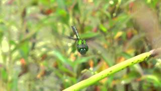 Dragonfly In Venezuela Slowed To 15 Speed