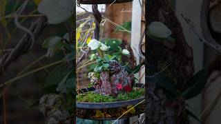 Wachsende Freude - Kleine Florale Mitbringsel Zum Selbermachen