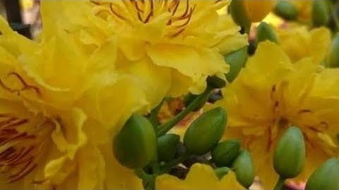 14/11 gl cây mai lùm tàn thông, ghép cúc quang diêu, 1,2tr 2 cây (0972757715)