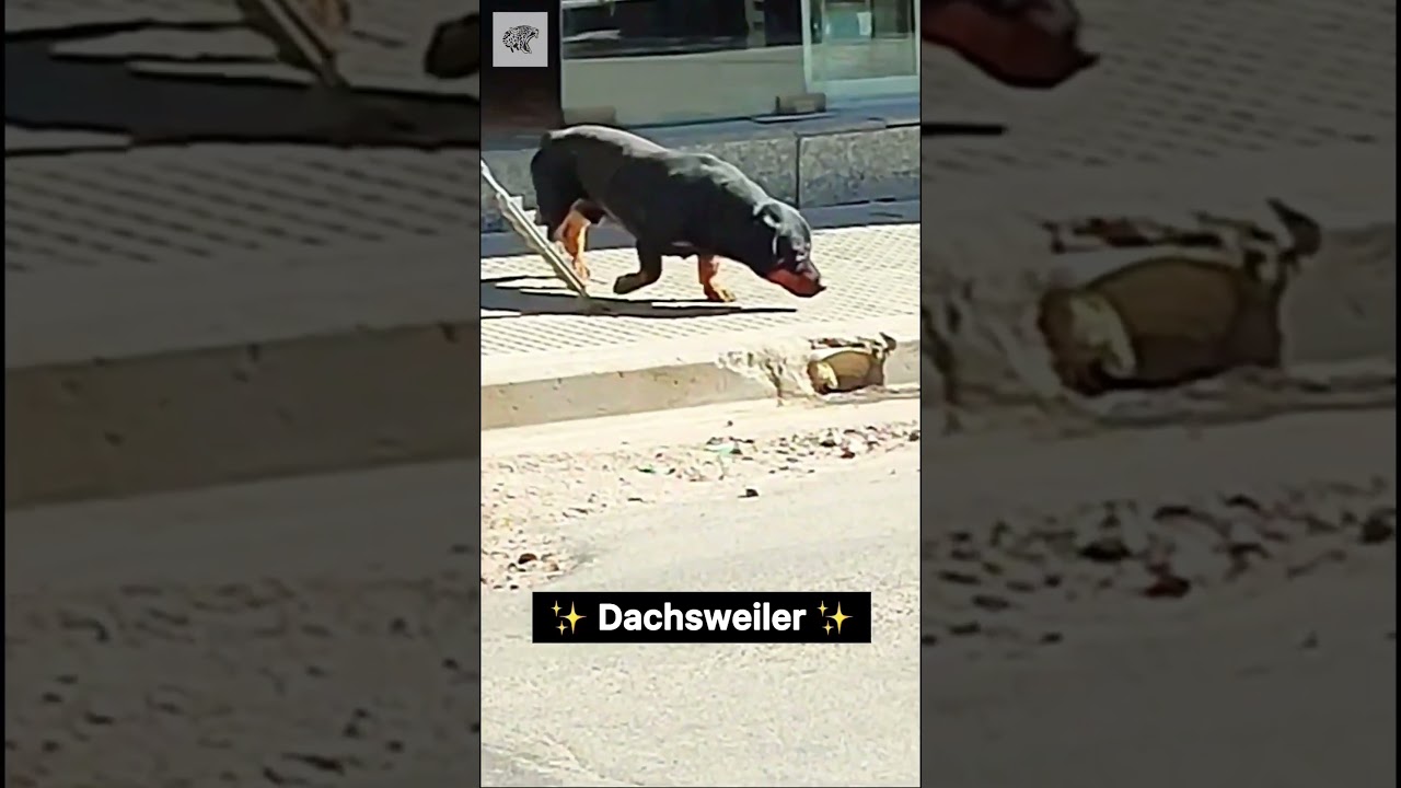 Помесь таксы и ротвейлера — автор emanueldominguez54