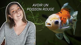 Le guide du débutant pour avoir un Poisson Rouge + Unboxing de commande