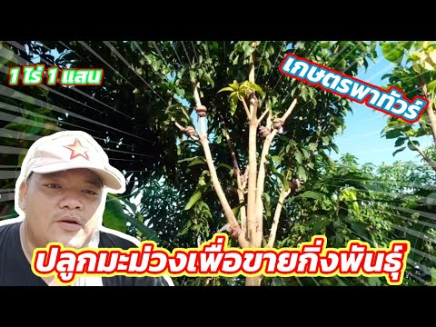 EP.96 ปลูกมะม่วงระยะชิด เพื่อจำหน่ายกิ่งพันธุ์ เกษตรพาทัวร์ | ไร่คำกวี เกษตรอินทรีย์ วิถีพึ่ง�