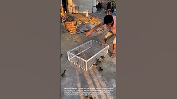 Clever Bird Trap: Easy Way to Catch Birds and Pigeons