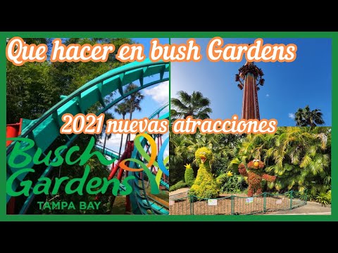 Video: Las mejores cosas para hacer en Busch Gardens Tampa Bay