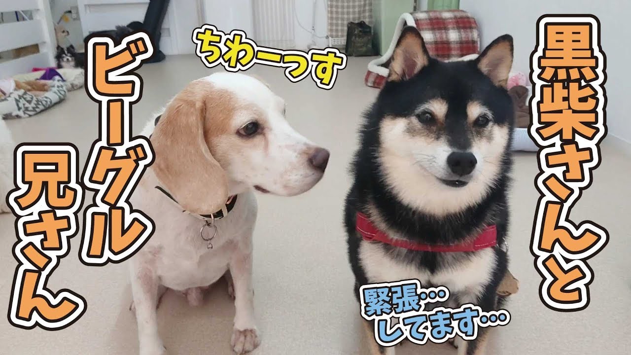黒柴さんとビーグル兄さん ひみつきちなう 19年10月5日 Youtube 黒柴さんとビーグル兄さん ひみつきちなう 19年10月5日 Youtube