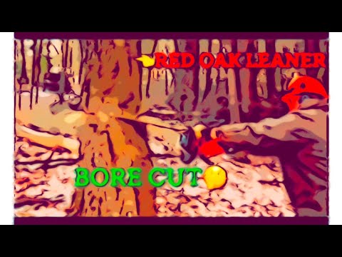 Using bore cut to fell leaning unhealthy oak #sketch #tree - YouTube