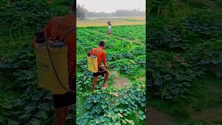 শসার খেত। reels tending viralreel india islamic