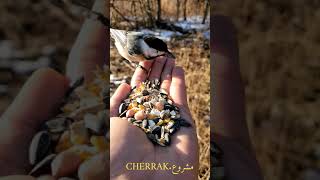 بيض البط بدا في التفقيس.official], CHERRAK]