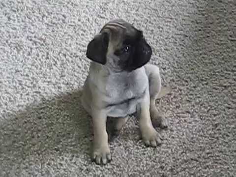 pug pup falling asleep!