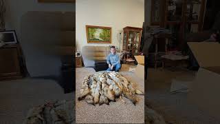 Just got another load of coyotes back from the tannery! Like and Subscribe.