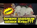 Стрим. Почему заболели щенки Кубы из Парка Северных Волков.